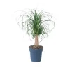 Elefantfod - Beaucarnea 'recurvata' - Højde 60-70cm - ⌀21cm