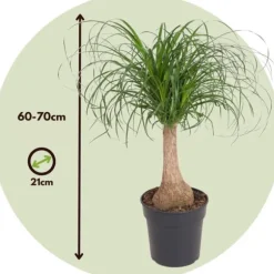 Elefantfod - Beaucarnea 'recurvata' - Højde 60-70cm - ⌀21cm