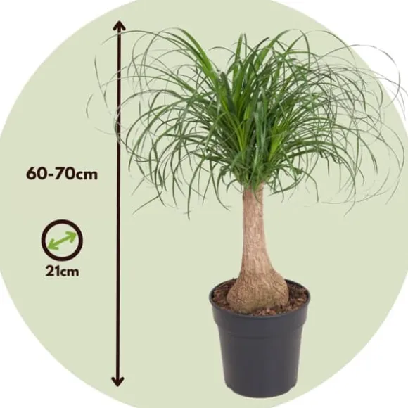 Elefantfod - Beaucarnea 'recurvata' - Højde 60-70cm - ⌀21cm