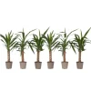 Elefantfod - Sæt med 6 - Yucca elephantipes - Højde 50-60cm - ⌀14cm