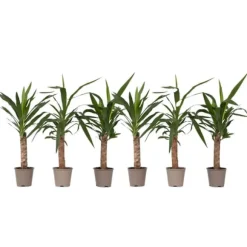 Elefantfod - Sæt med 6 - Yucca elephantipes - Højde 50-60cm - ⌀14cm