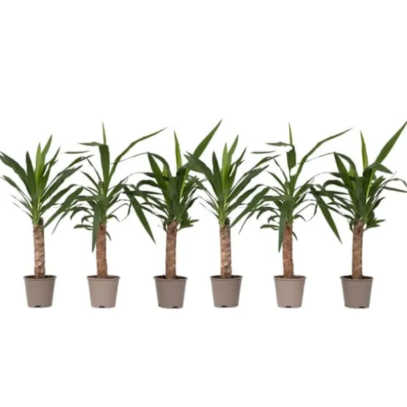 Elefantfod - Sæt med 6 - Yucca elephantipes - Højde 50-60cm - ⌀14cm