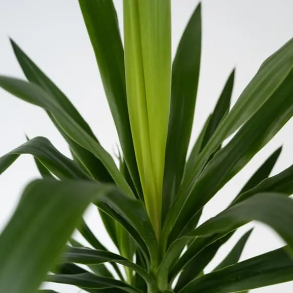 Elefantfod - Sæt med 6 - Yucca elephantipes - Højde 50-60cm - ⌀14cm