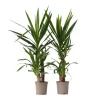 Elefantfod - Sæt med 2 - Yucca elephantipes - Højde 70-80cm - ⌀21cm