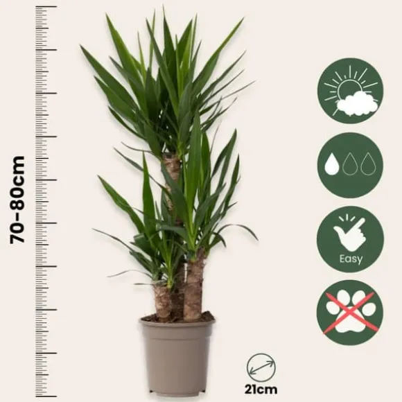 Elefantfod - Sæt med 2 - Yucca elephantipes - Højde 70-80cm - ⌀21cm