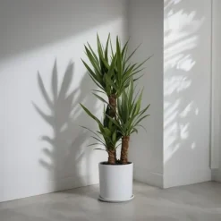 Elefantfod - Sæt med 2 - Yucca elephantipes - Højde 70-80cm - ⌀21cm