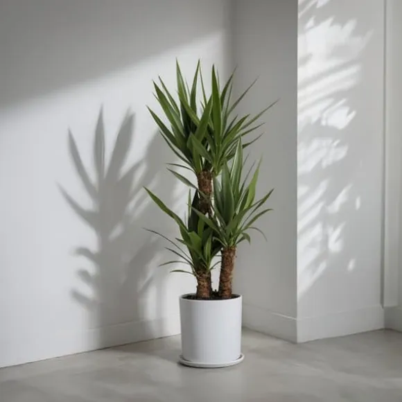 Elefantfod - Sæt med 2 - Yucca elephantipes - Højde 70-80cm - ⌀21cm