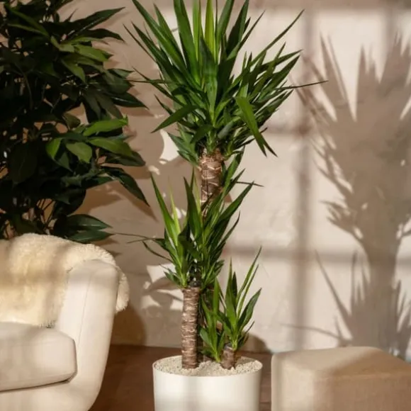 Elefantfod - Sæt med 2 - Yucca elephantipes - Højde 70-80cm - ⌀21cm