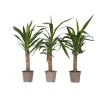 Elefantfod - Sæt med 3 - Yucca elephantipes - Højde 50-60cm - ⌀14cm