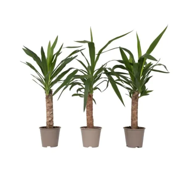 Elefantfod - Sæt med 3 - Yucca elephantipes - Højde 50-60cm - ⌀14cm