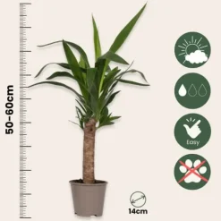 Elefantfod - Sæt med 3 - Yucca elephantipes - Højde 50-60cm - ⌀14cm