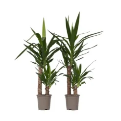 Elefantfod - Sæt med 2 - Yucca elephantipes - Højde 70-80cm - ⌀17cm