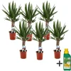 Elefantfod - Sæt med 6 - Yucca elephantipes - Højde 50-60cm - ⌀14cm