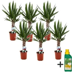 Elefantfod - Sæt med 6 - Yucca elephantipes - Højde 50-60cm - ⌀14cm