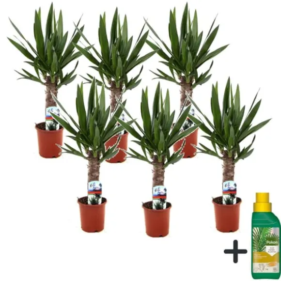 Elefantfod - Sæt med 6 - Yucca elephantipes - Højde 50-60cm - ⌀14cm