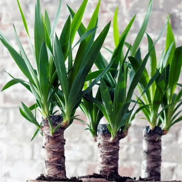Elefantfod - Sæt med 6 - Yucca elephantipes - Højde 50-60cm - ⌀14cm