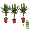 Elefantfod - Sæt med 3 - Yucca elephantipes - Højde 50-60cm - ⌀14cm