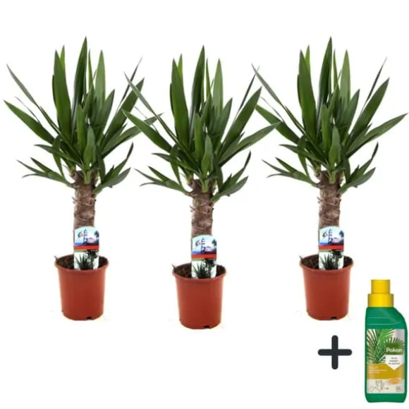 Elefantfod - Sæt med 3 - Yucca elephantipes - Højde 50-60cm - ⌀14cm