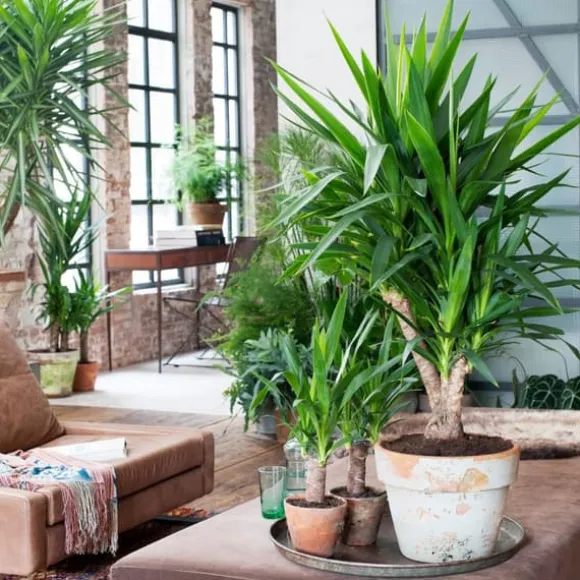 Elefantfod - Sæt med 3 - Yucca elephantipes - Højde 50-60cm - ⌀14cm