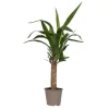 Elefantfod - Yucca elephantipes - Højde 50-60cm - Pot 14cm