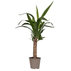 Elefantfod - Yucca elephantipes - Højde 50-60cm - Pot 14cm