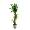 Elefantfod - Yucca elephantipes - Højde 130-140cm - ⌀24cm
