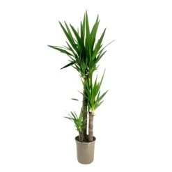 Elefantfod - Yucca elephantipes - Højde 130-140cm - ⌀24cm