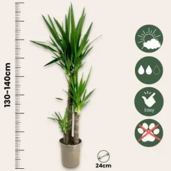 Elefantfod - Yucca elephantipes - Højde 130-140cm - ⌀24cm