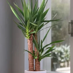 Elefantfod - Yucca elephantipes - Højde 130-140cm - ⌀24cm