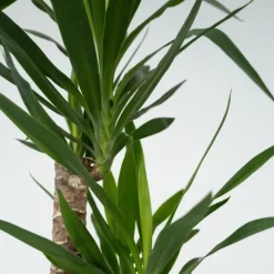 Elefantfod - Yucca elephantipes - Højde 130-140cm - ⌀24cm