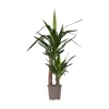Elefantfod - Yucca elephantipes - Højde 70-80cm - ⌀17cm