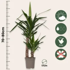Elefantfod - Yucca elephantipes - Højde 70-80cm - ⌀17cm