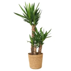 Elefantfod - Yucca elephantipes - Højde 70-80cm - ⌀21cm