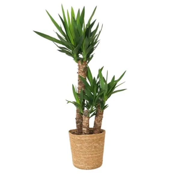 Elefantfod - Yucca elephantipes - Højde 70-80cm - ⌀21cm