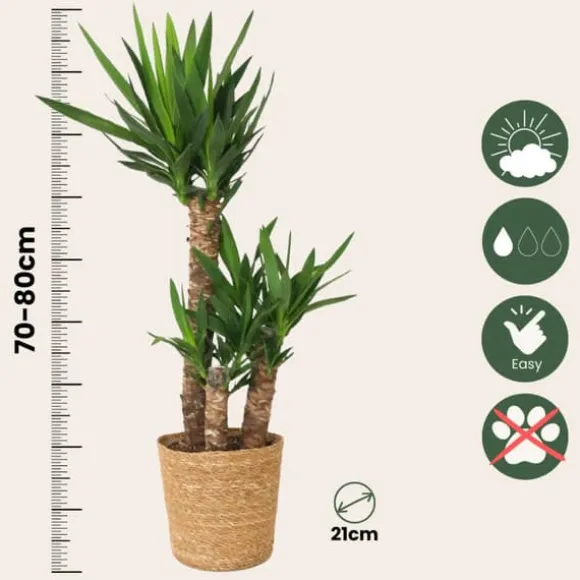 Elefantfod - Yucca elephantipes - Højde 70-80cm - ⌀21cm