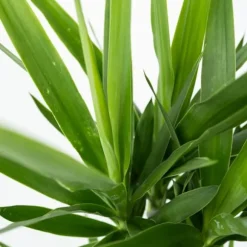 Elefantfod - Yucca elephantipes - Højde 70-80cm - ⌀21cm