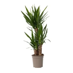 Elefantfod - Yucca elephantipes - Højde 70-80cm - ⌀21cm