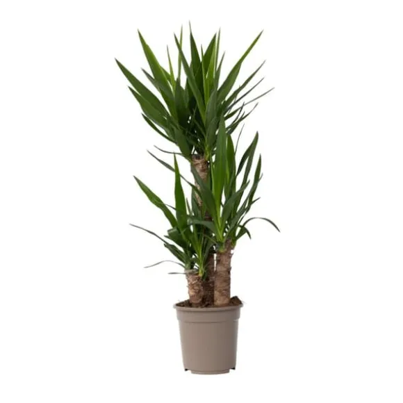 Elefantfod - Yucca elephantipes - Højde 70-80cm - ⌀21cm