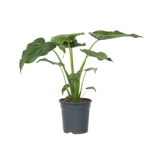 Elefantøre - Alocasia 'Cucullata' - Højde 70-80 cm - Potte 19 cm