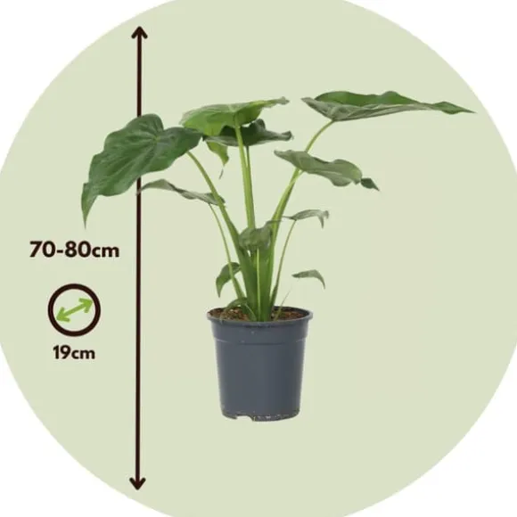 Elefantøre - Alocasia 'Cucullata' - Højde 70-80 cm - Potte 19 cm