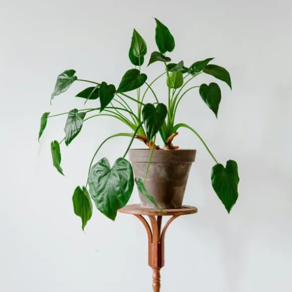 Elefantøre - Alocasia 'Cucullata' - Højde 70-80 cm - Potte 19 cm