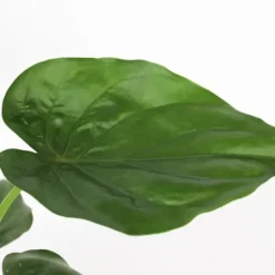Elefantøre - Alocasia 'Cucullata' - Højde 70-80 cm - Potte 19 cm
