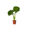 Elefantøre - Alocasia 'Odora' - Højde 55-75cm - ⌀17cm