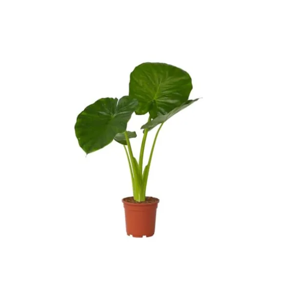 Elefantøre - Alocasia 'Odora' - Højde 55-75cm - ⌀17cm