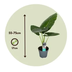 Elefantøre - Alocasia 'Odora' - Højde 55-75cm - ⌀17cm