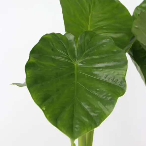 Elefantøre - Alocasia 'Odora' - Højde 55-75cm - ⌀17cm