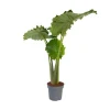 Elefantøre - Alocasia 'Portodora' - Højde 110-120cm - ⌀32cm