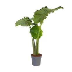 Elefantøre - Alocasia 'Portodora' - Højde 110-120cm - ⌀32cm