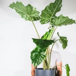 Elefantøre - Alocasia 'Portodora' - Højde 110-120cm - ⌀32cm