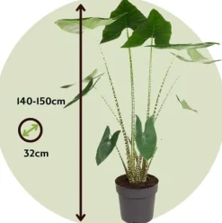 Elefantøre - Alocasia 'Zebrina' - Højde 140-150cm - ⌀32cm